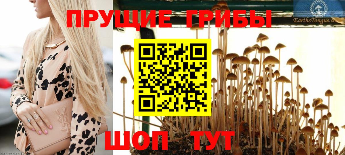 Галлюциногенные грибы Psilocybine cubensis  Вход с VPN  Псилоцибиновые грибы прущие грибы  Сланцы 